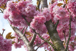 4. Fastensonntag - Laetare: Freue Dich