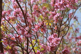 4. Fastensonntag - Laetare: Freue Dich