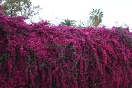 4. Fastensonntag - Laetare: Freue Dich