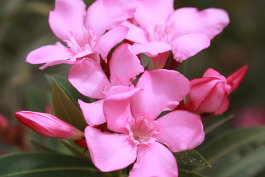 4. Fastensonntag - Laetare: Freue Dich